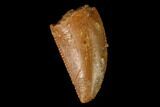 Serrated, Raptor Tooth - Real Dinosaur Tooth #163857-1